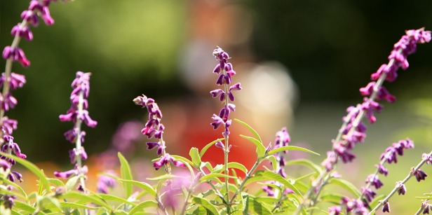 Purple flowers