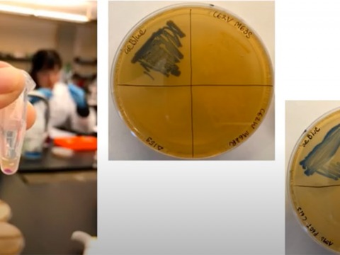 Close up of genetic lab work